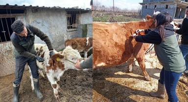 Şanlıurfa’da şap hastalığı aşıları sürüyor