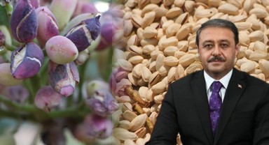 Urfa valisi Şıldak'tan fıstık açıklaması! Türkiye'de birinci sırada...