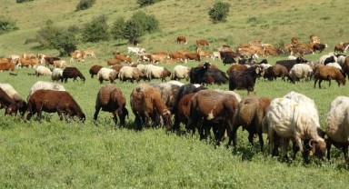 Bakan Yumaklı, “işletmelere 210,6 milyon TL hibe desteği”