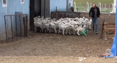 Öğretmenliği bıraktı, koyun yetiştiriciliğine başladı