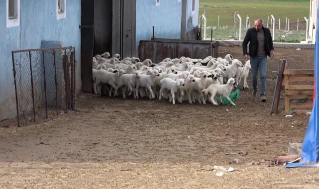 Öğretmenliği bıraktı, koyun yetiştiriciliğine başladı