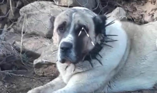 Oklu kirpinin fırlattığı ok gözüne isabet eden köpeği kör etti