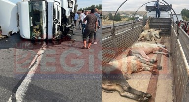 Angus dolu tır Şanlıurfa’da devrildi!