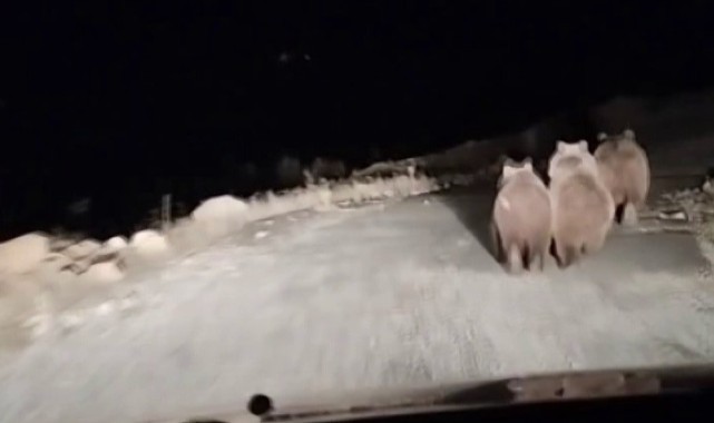 Ayılar kendilerini arabanın önüne attı!