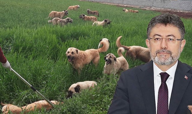 Bakan Yumaklı sokak köpeklerine ilişkin rakamları açıkladı