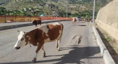 Başıboş inekler, sürücülere zor anlar yaşatıyor
