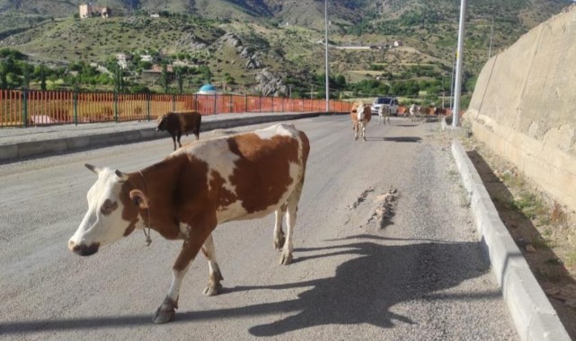 Başıboş inekler, sürücülere zor anlar yaşatıyor