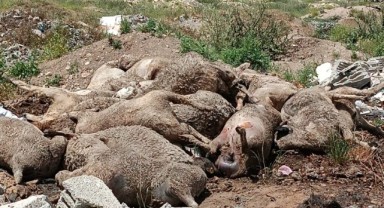 Başıboş köpek sürüleri dehşet saçtı, onlarca hayvan telef oldu