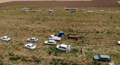 Bedava soğanı duyan arabasıyla tarlaya koştu!