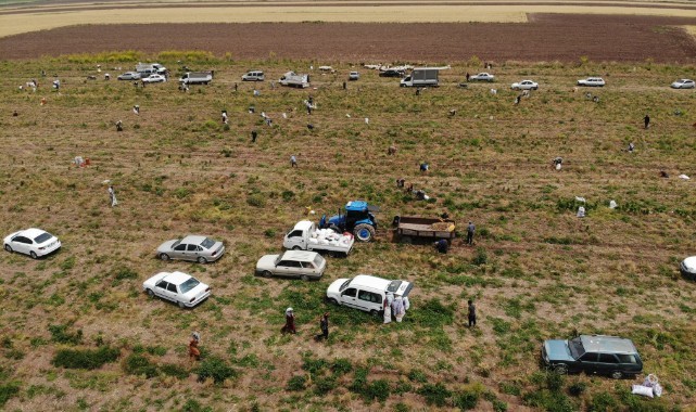 Bedava soğanı duyan arabasıyla tarlaya koştu!
