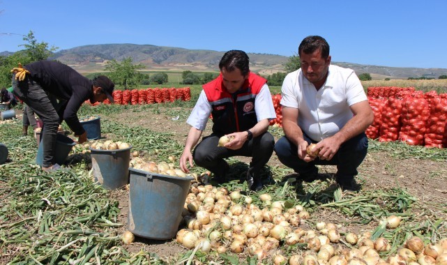 Erkenci soğan hasadı başladı! Tarlada 7 liraya satılıyor