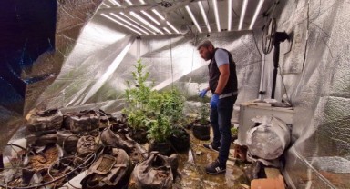 Gizli odada kenevir yetiştiren 2 kişi tutuklandı