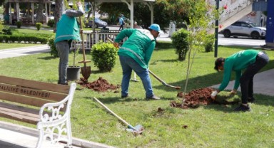 Haliliye belediyesi ile parklar ağaçlandırılıyor