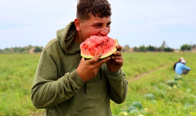 Karpuz hasadı başladı