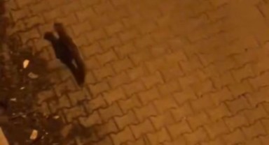 Nesli tehlikede olan tür Siverek'te görüldü