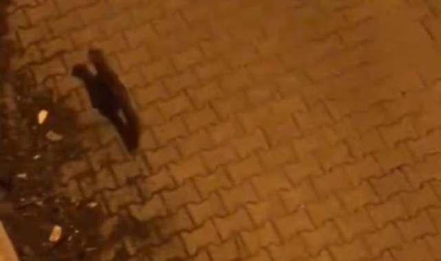 Nesli tehlikede olan tür Siverek'te görüldü