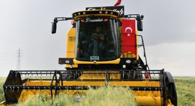 Şanlıurfa’da firik hasadı başladı
