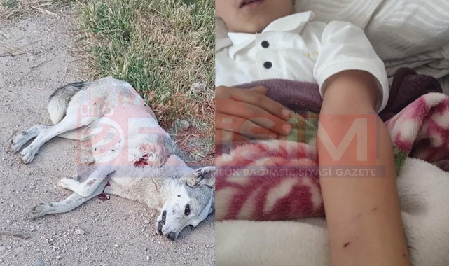 Şanlıurfa’da köye inen kurt dehşet yaşattı!