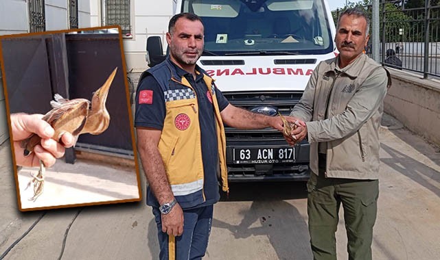 Şanlıurfa’da sağlık ekibi buldu! Yetkililere teslim etti