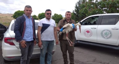 Şanlıurfa'da yaralı leylek ekiplere teslim edildi
