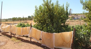Şanlıurfa’nın bir lezzeti daha coğrafi işaret aldı