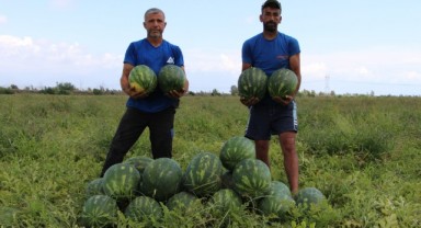 Şanlıurfalı işçilerin topladığı karpuzlar yurt dışına gönderiliyor