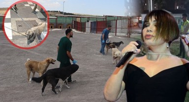 Sezen Aksu'dan sokak köpekleri tepkisi! "Çare ararken akla ilk yok etmek gelir"