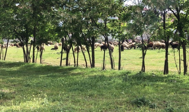 Sürü otlatma kavgası: 1 yaralı
