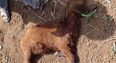Suruç'ta başıboş köpek saldırısı: 1 keçi telef, 3 hayvan yaralı!