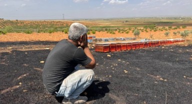 Suruç'ta çıkan yangında arılar telef oldu!