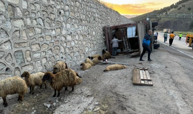 Tır devrildi: 2 kişi yaralı, 40 küçükbaş hayvan telef oldu