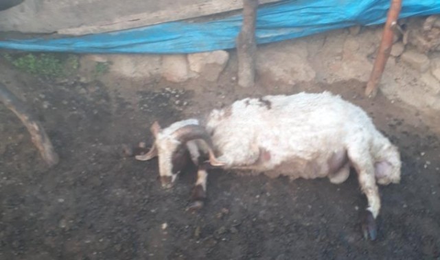 Yıldırım düşmesi sonucu baraka yandı, koyunlar telef oldu