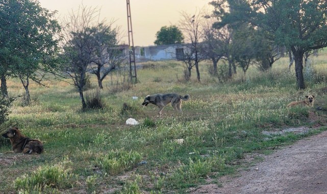 Başıboş köpekler 4 koyunu telef etti