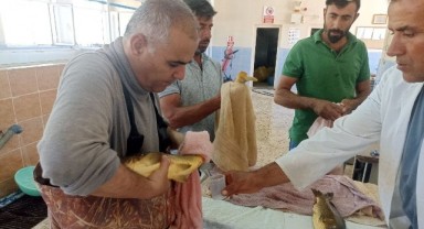 Bozova'da balıkların sağımı yapıldı! Hedef kaç milyon yavru balık?