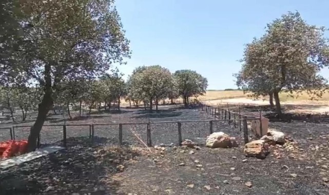 Diyarbakır ve Mardin'deki yangının çıkış sebebi araştırılıyor