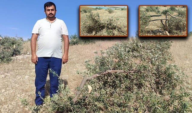 Hilvan'da tarlaya giden vatandaş gözlerine inanamadı!