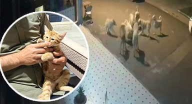 Komşu il Adıyaman'da sokak köpekleri anne ve yavrularını parçaladı
