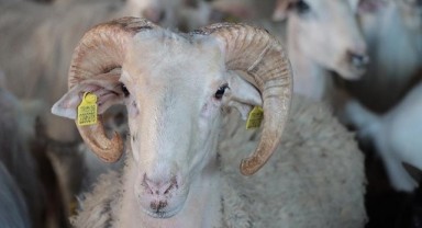 Kurban kesecekler dikkat! Merak ettiğiniz soruların cevapları bu haberde