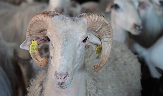 Kurban kesecekler dikkat! Merak ettiğiniz soruların cevapları bu haberde