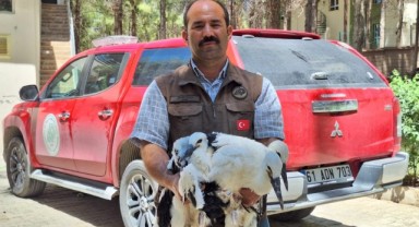 Şanlıurfa'da bitkin halde yavrular bulundu