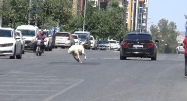 Şanlıurfa'da kaçan kurbanlık koç zor anlar yaşattı