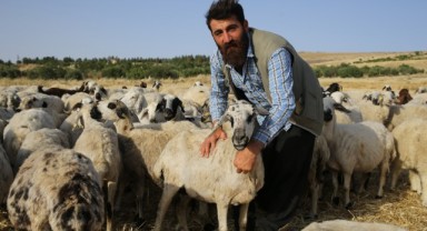Şanlıurfalı çobanın koyunu kek ve lahmacun yiyor!