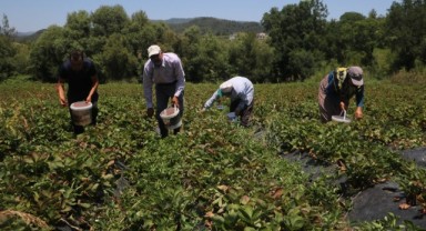 Tarım işçileri 40 derece altında çilek topluyor
