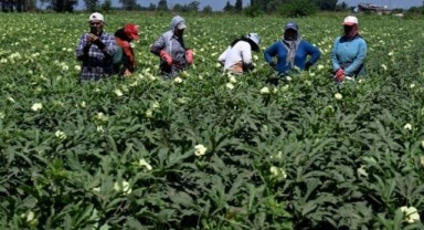 Tarlada 80 lira olan bamya hasadı başladı