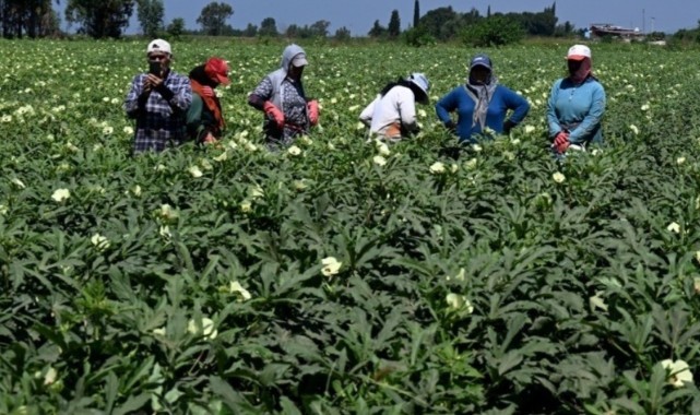 Tarlada 80 lira olan bamya hasadı başladı