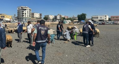 Urfa’nın o ilçesinde hayvan pazarına sıkı denetim: 337 şahıs sorgulandı