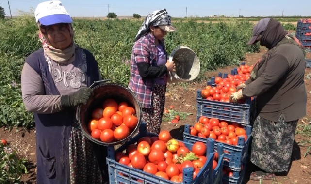 45 derece altında kadınlar domates hasadında
