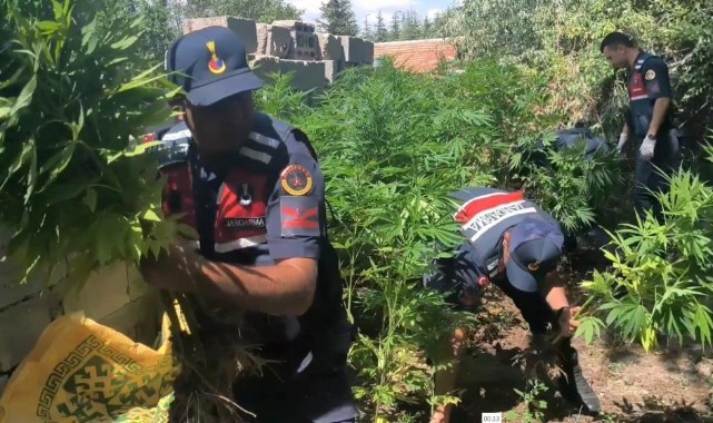 Evin bahçesinde 592 kök kenevir ve 4 kilo esrar ele geçirdi