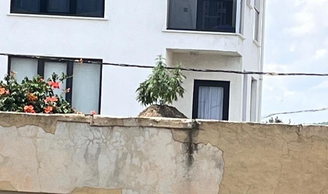 Evinin çatısında uyuşturucu madde yetiştirdi