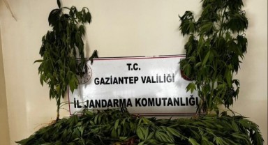 Gaziantep'te çok sayıda kök kenevir ele geçirildi
